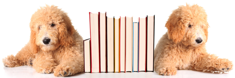 Restoring Harmony at Home: The Essentials of Clutter Removal